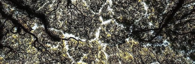 AugustoDelReyno's profile banner image