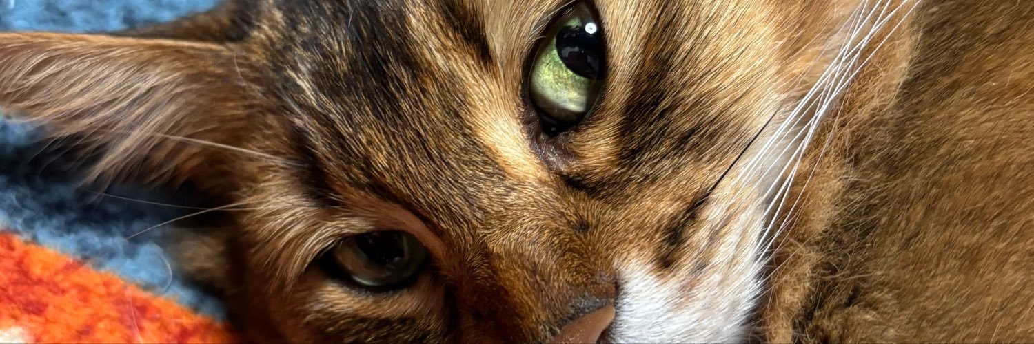 anmischa's profile banner image