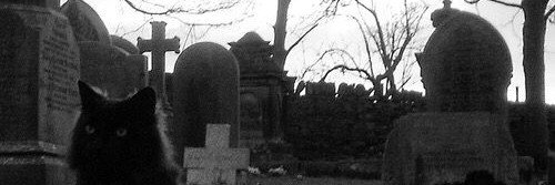CadaverCareer's profile banner image