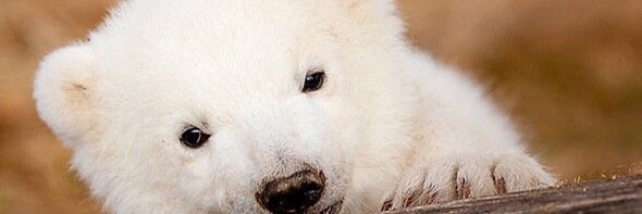mafeseneda's profile banner image