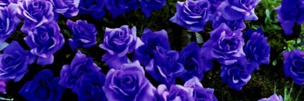 cinov Profile Banner