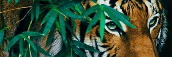AbsolutVitor's profile banner image