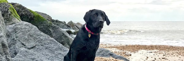 LauraCharman Profile Banner