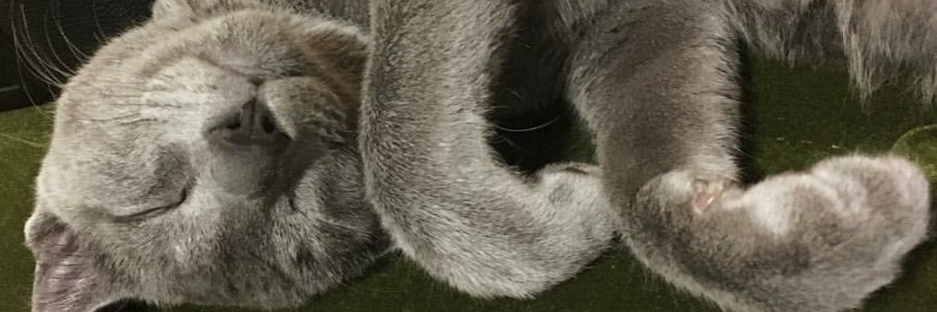 pup_chan's profile banner image