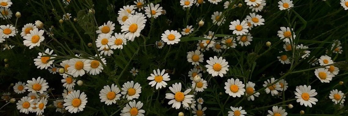 MariDiaryy2's profile banner image