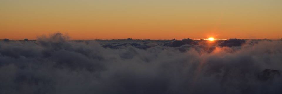 Jellyfern's profile banner image