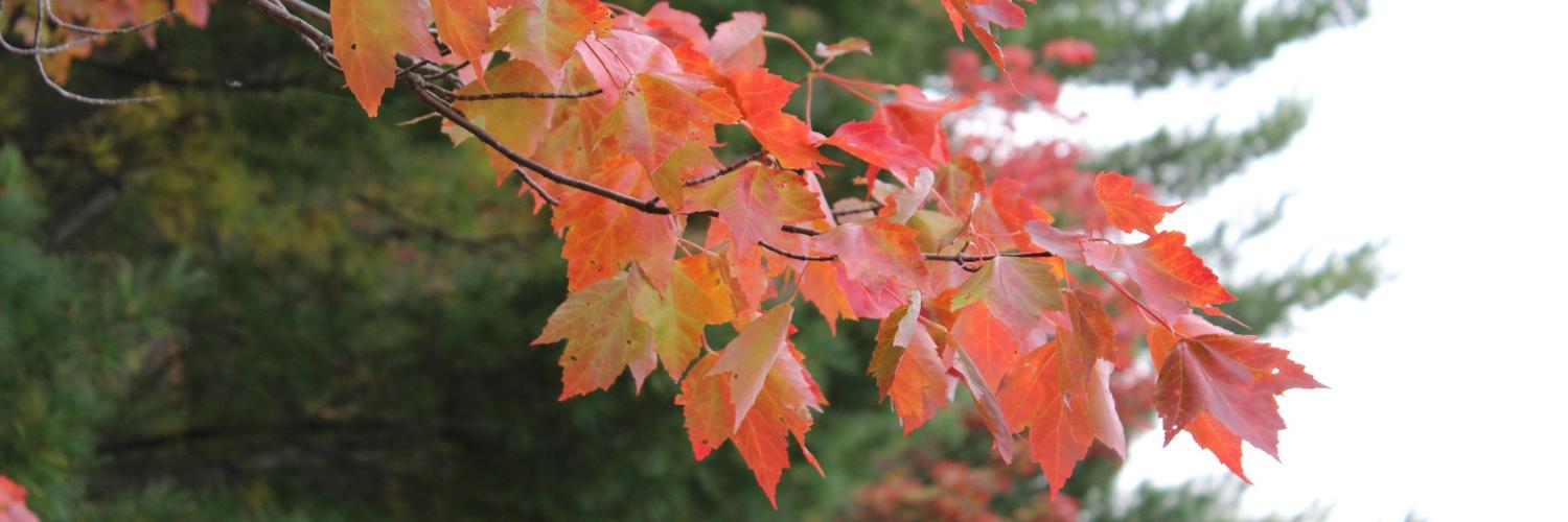 Trish Bolechowsky banner