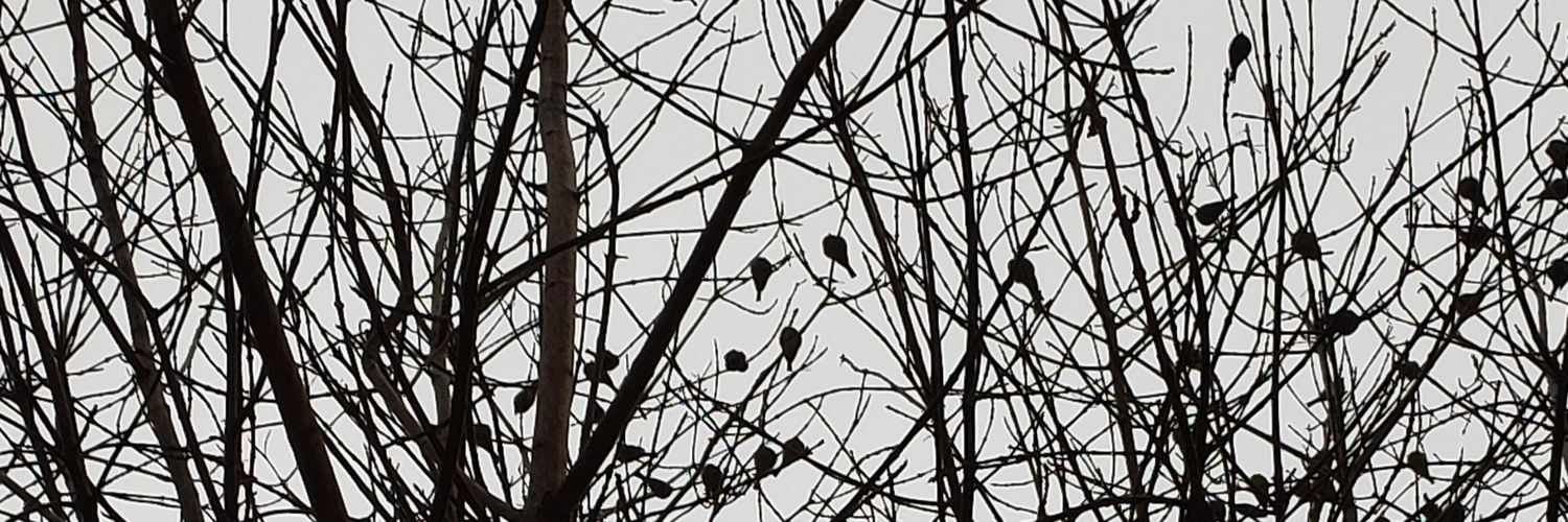 euscruz's profile banner image