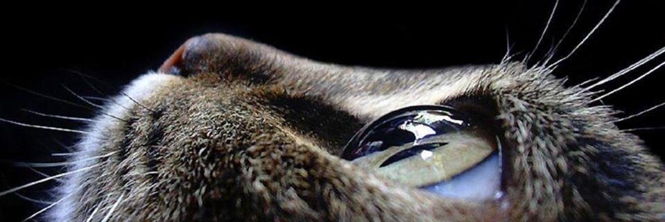 ProbortunityArg's profile banner image