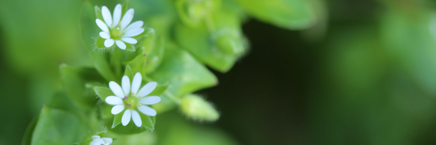 winbutterfly's profile banner image