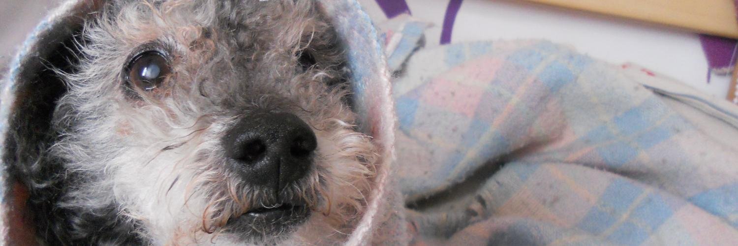 María Paula Mora banner