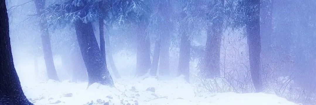 Snowi3Ragdoll's profile banner image