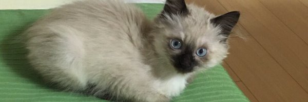 chef_dai Profile Banner