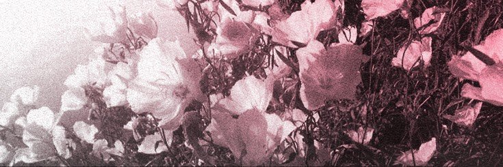 sweetheartrots's profile banner image