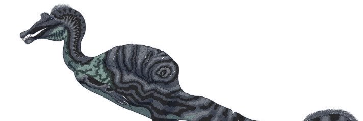 brevicollis's profile banner image