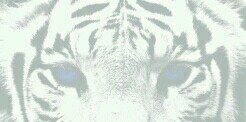 putks's profile banner image