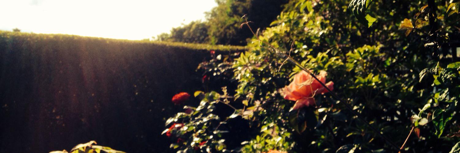 ElFitzHoey's profile banner image