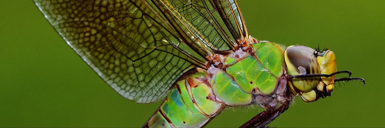 NaiadDfly's profile banner image
