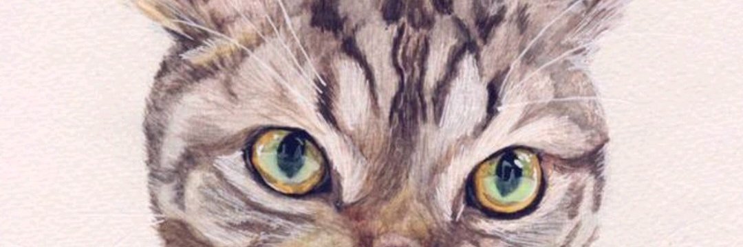 Naitomeow's profile banner image