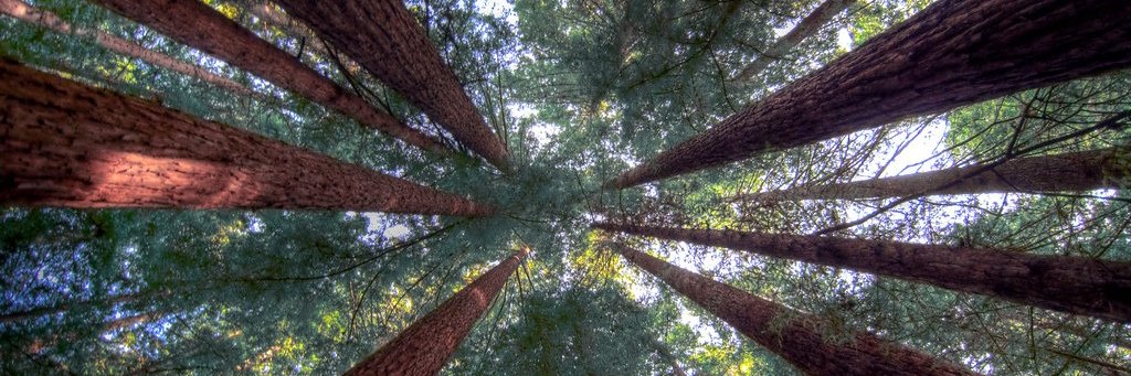 PacificForest's profile banner image