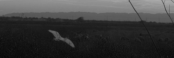RayCornett's profile banner image