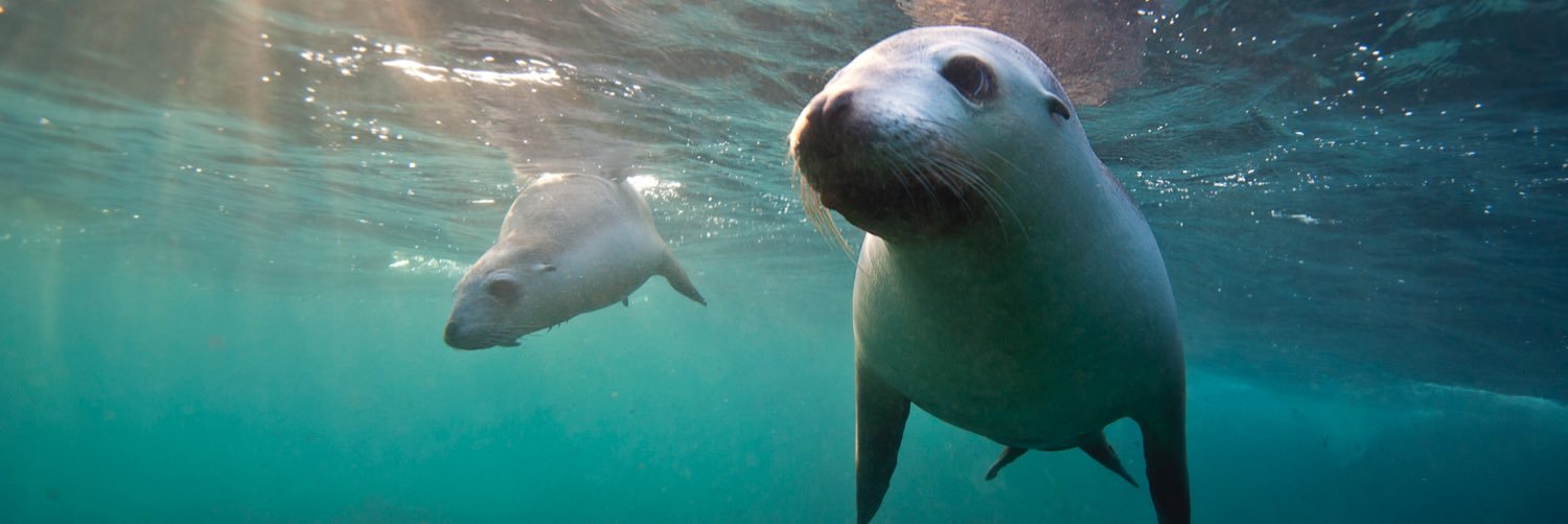 Andy Thirlwell banner