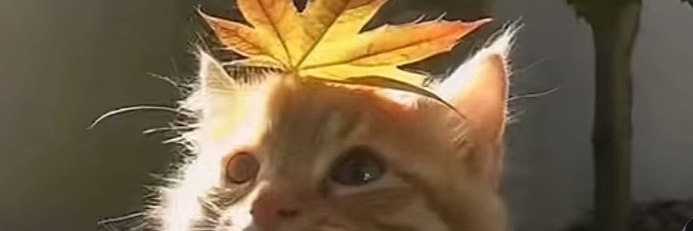 Chipxinkc2ik1's profile banner image