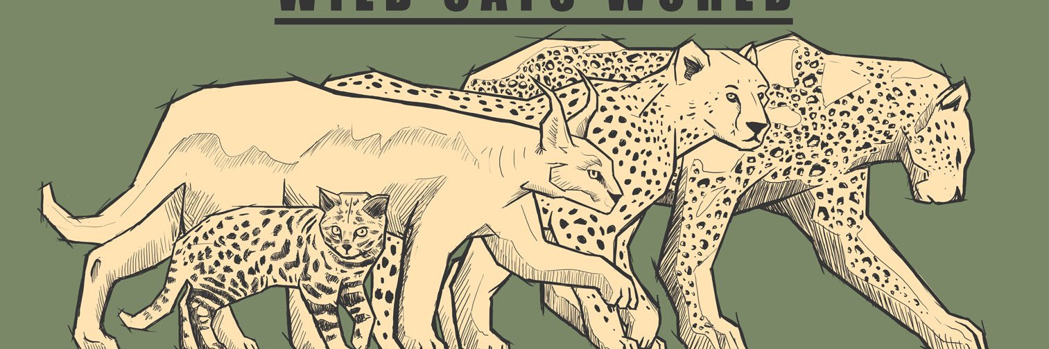 WildCatsWorld's profile banner image