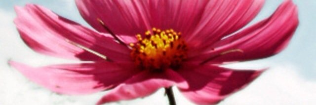 74Nilu's profile banner image