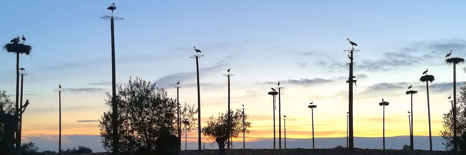 Tania Agúndez banner