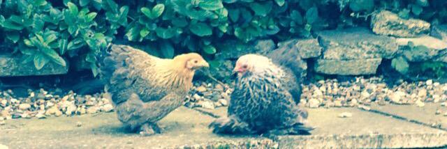 Dr Amanda Pound banner