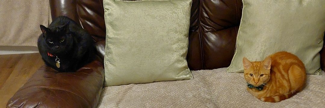 Fupacabra 🏳️‍⚧️ 🇵🇸 🏴󠁧󠁢󠁷󠁬󠁳󠁿 banner