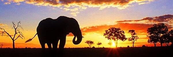 ItsDailyAnimaIs's profile banner image