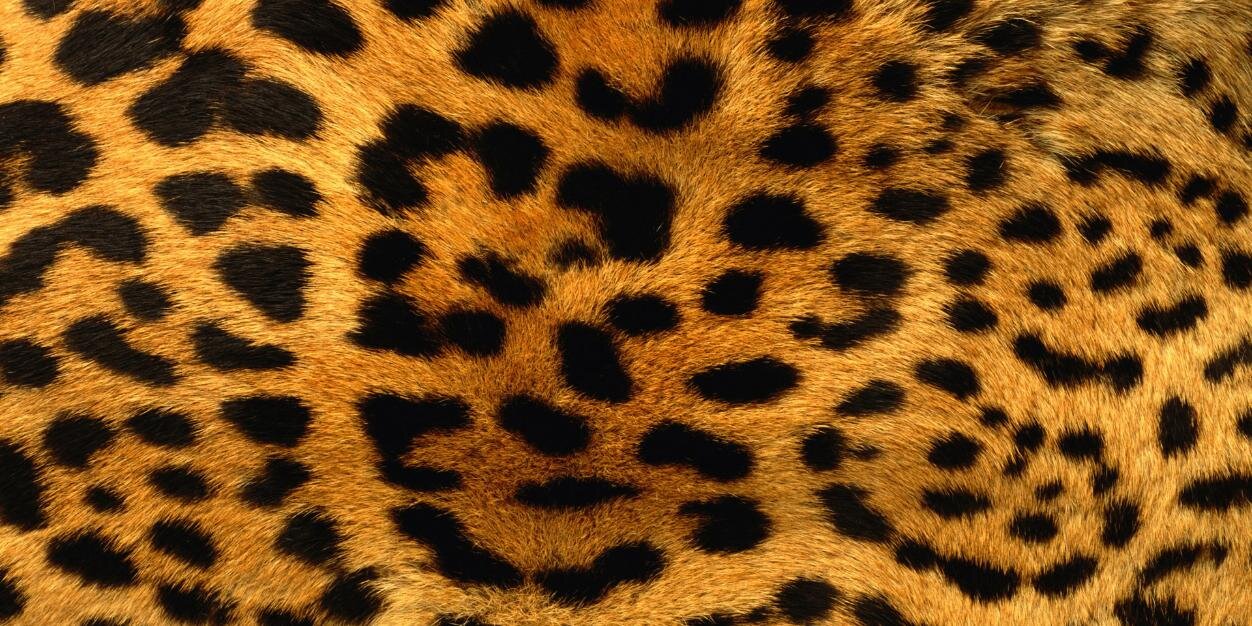 Sybaristail 🦁 banner