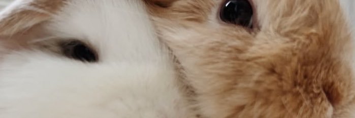 fiigschan's profile banner image