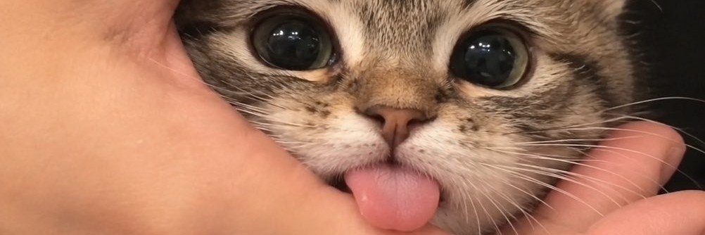 kitty168tw's profile banner image