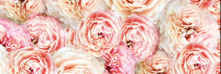terripassick's profile banner image