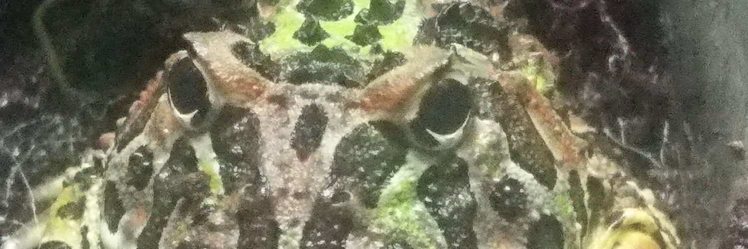 sasaran_'s profile banner image