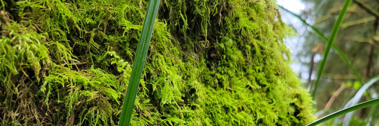 Melody Fontenot banner