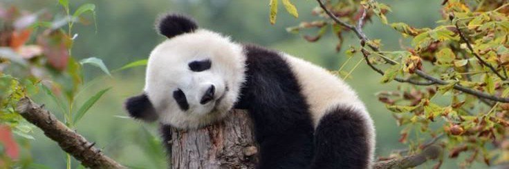 giantpanda001's profile banner image
