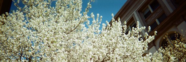 sidvashi Profile Banner