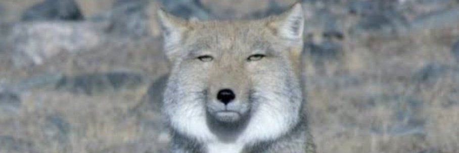 Kentelisaiko's profile banner image