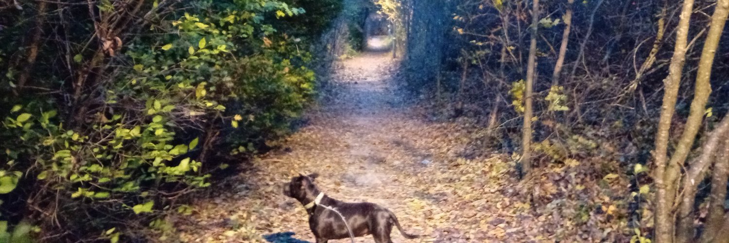 vikingArmySW's profile banner image