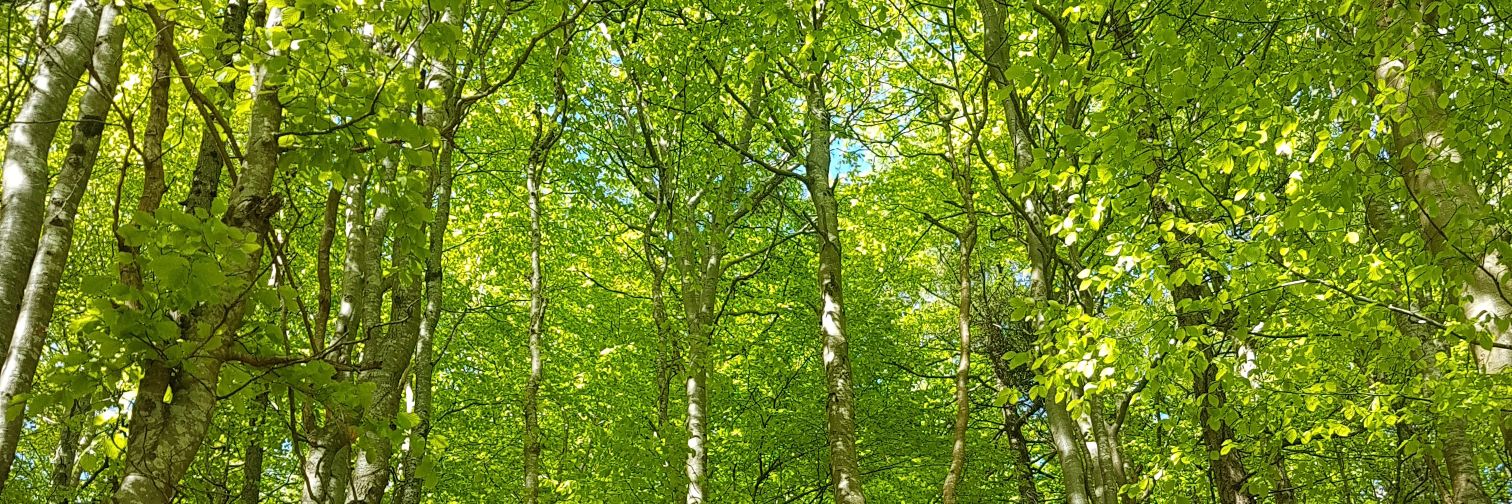 Nichola Ní Bhradáin banner