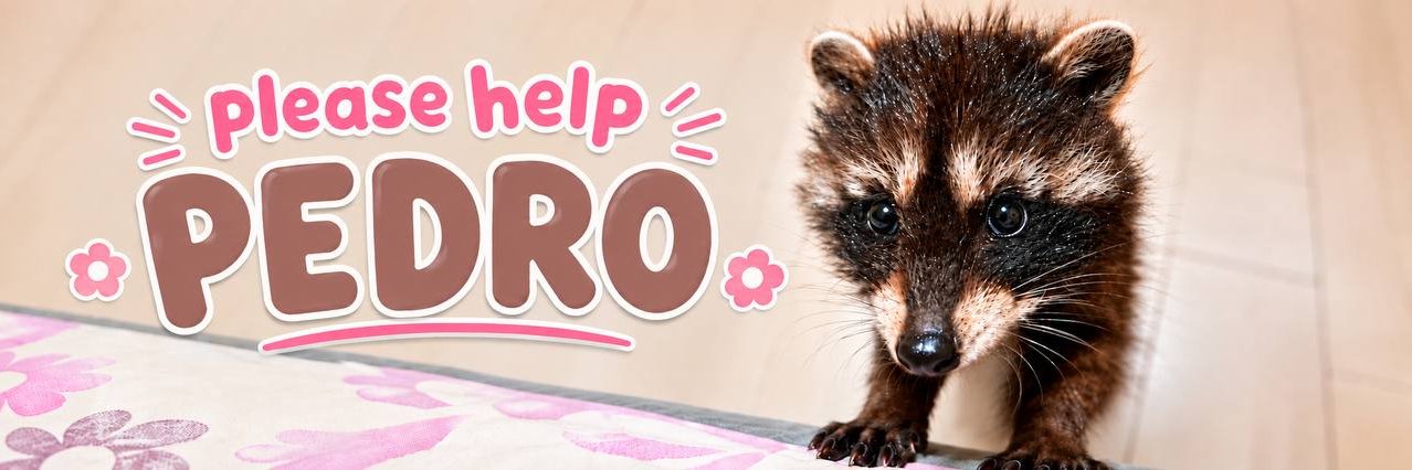 Pedropeonsol's profile banner image