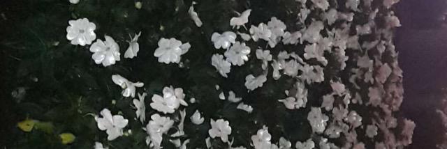 AngieJekov_'s profile banner image