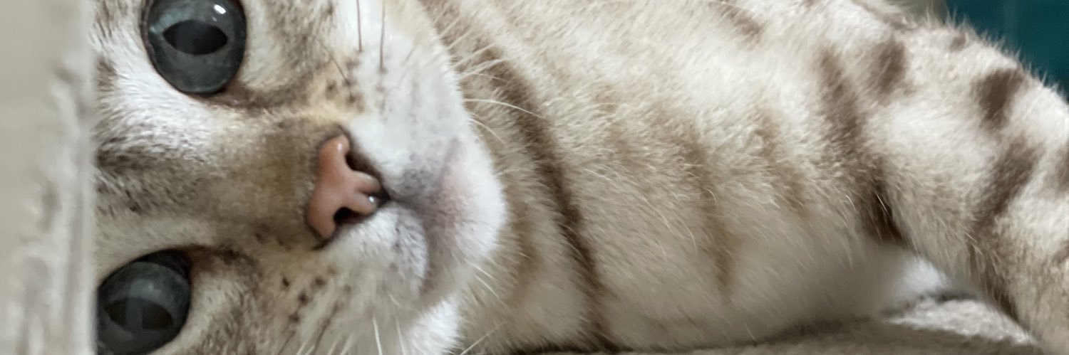 devrox's profile banner image