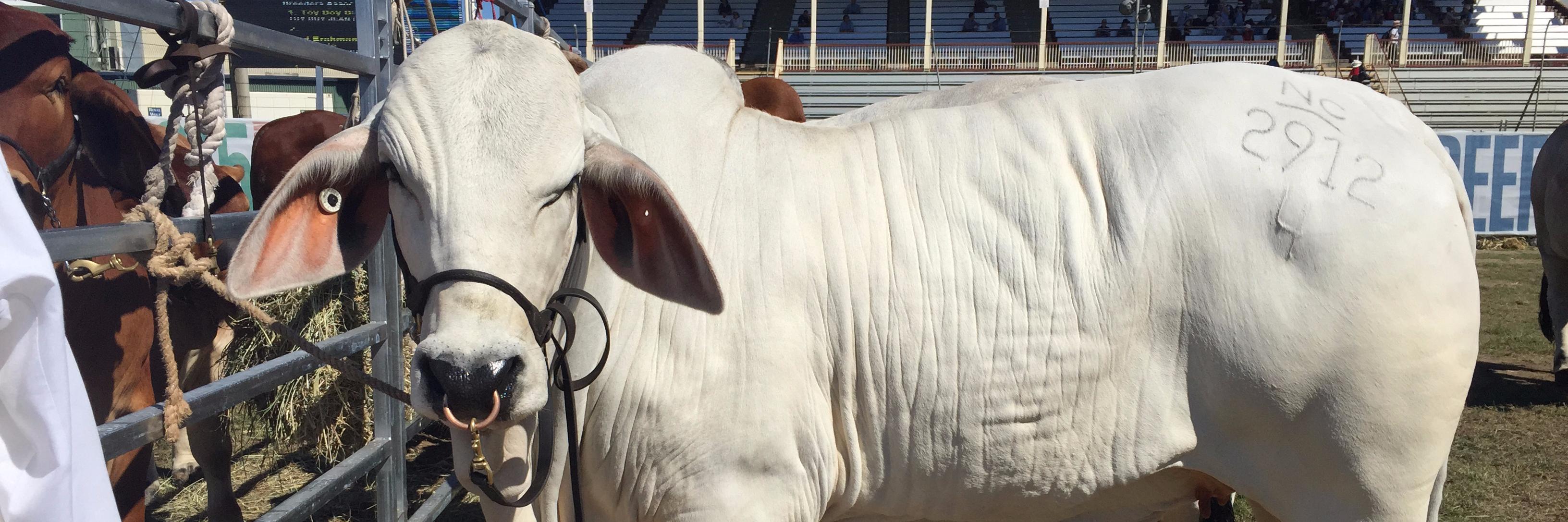 the_bully's profile banner image