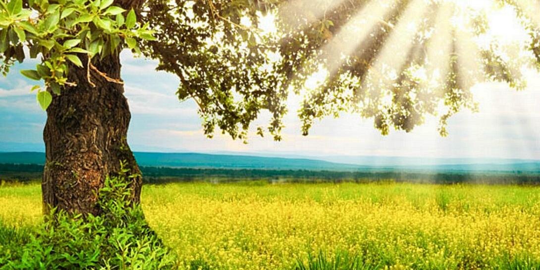 TeaTreeWonders's profile banner image