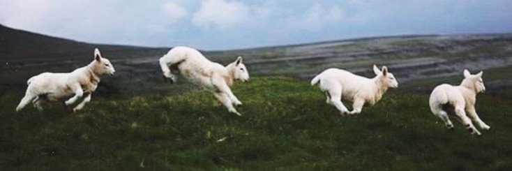 acervoJeanee's profile banner image